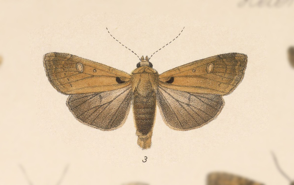 Dichagyris limenia