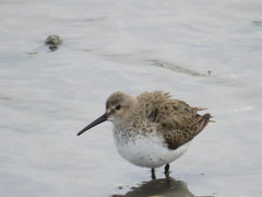 Calidris alpina