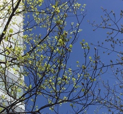 Liriodendron tulipifera