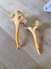 Craterellus lutescens