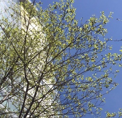 Liriodendron tulipifera