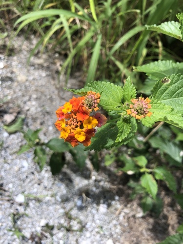 Lantana camara image