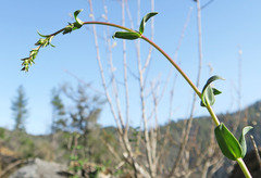 Penstemon azureus azureus