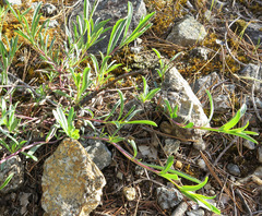 Penstemon azureus azureus