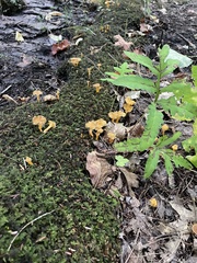Craterellus lutescens