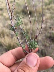 Eriogonum microtheca simpsonii