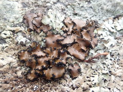 Umbilicaria polyrrhiza