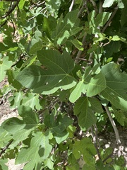 Ficus carica