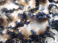 Umbilicaria polyrrhiza