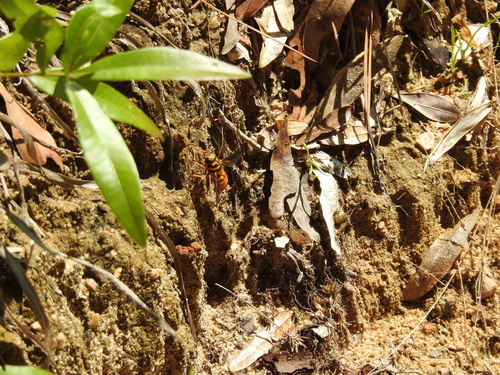 Milesia scutellata image