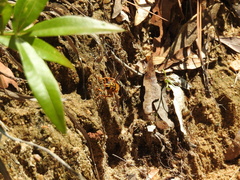 Image of Milesia scutellata