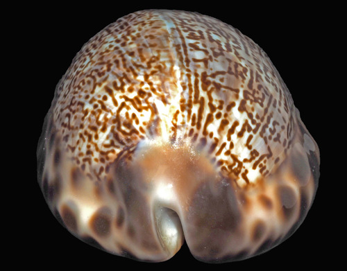 Arabian Cowry