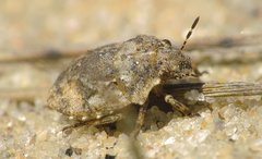 Phimodera humeralis