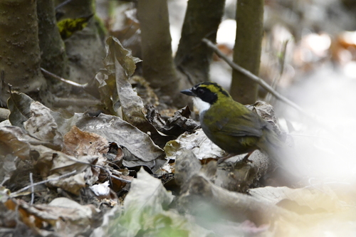 Green-striped Brushfinch (Arremon virenticeps), photo 8