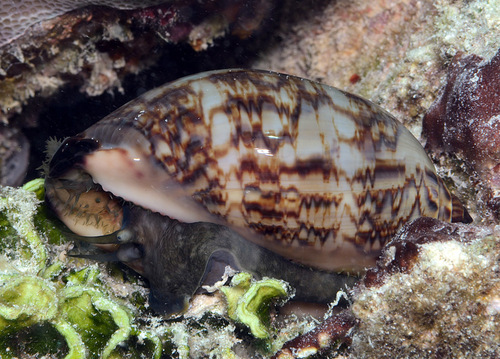 Cypraea eglantina observed 2013-07-15