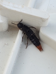 Platydracus mysticus