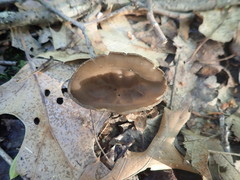 Helvella solitaria