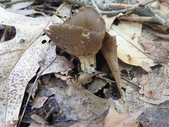 Helvella solitaria
