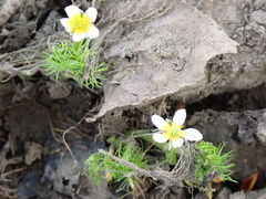 Ranunculus trichophyllus trichophyllus