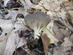 Helvella solitaria
