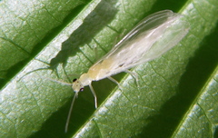 Chloroperlidae