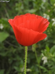 Papaver umbonatum