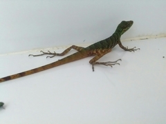 Anolis ventrimaculatus