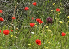 Papaver umbonatum