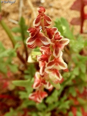 Rumex pictus