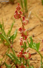 Rumex pictus