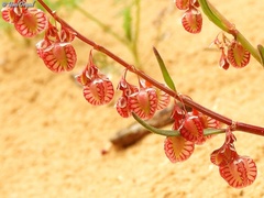 Rumex pictus