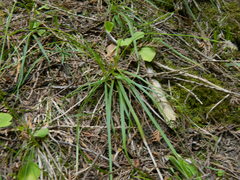 Carex concinnoides
