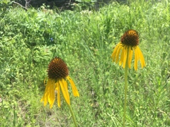 Echinacea paradoxa paradoxa