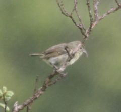 Chlorodrepanis flava