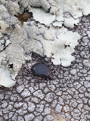 Hyalomma aegyptium
