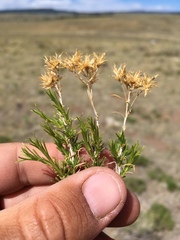 Chrysothamnus greenei