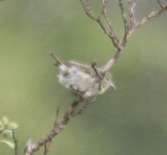 Chlorodrepanis flava