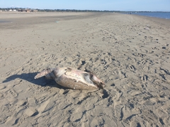 Caretta caretta