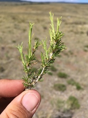 Chrysothamnus greenei