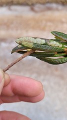 Phyllonorycter ledella
