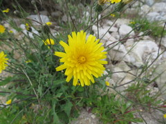 Hypochaeris radicata