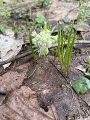 Petasites albus