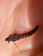 Epeorus pleuralis
