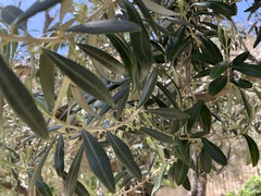 Oleaceae