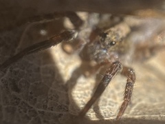 Lycosidae