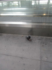 Columba livia domestica