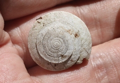 Poecilozonites bermudensis