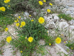 Hypochaeris radicata