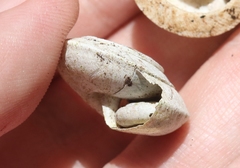 Poecilozonites bermudensis