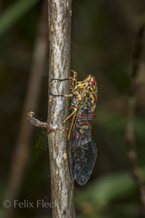 Amphipsalta zelandica